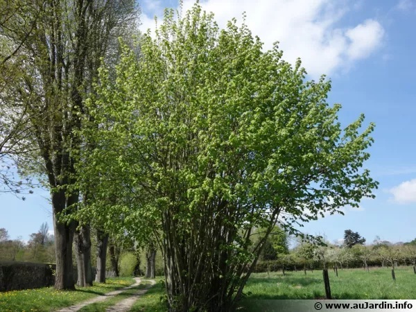 corylus-avellana-600x450.jpg